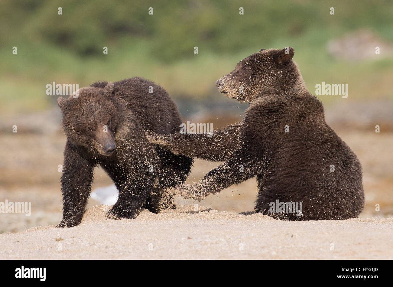 JAWDROPPING pictures of a bear cub delivering a left uppercut punch