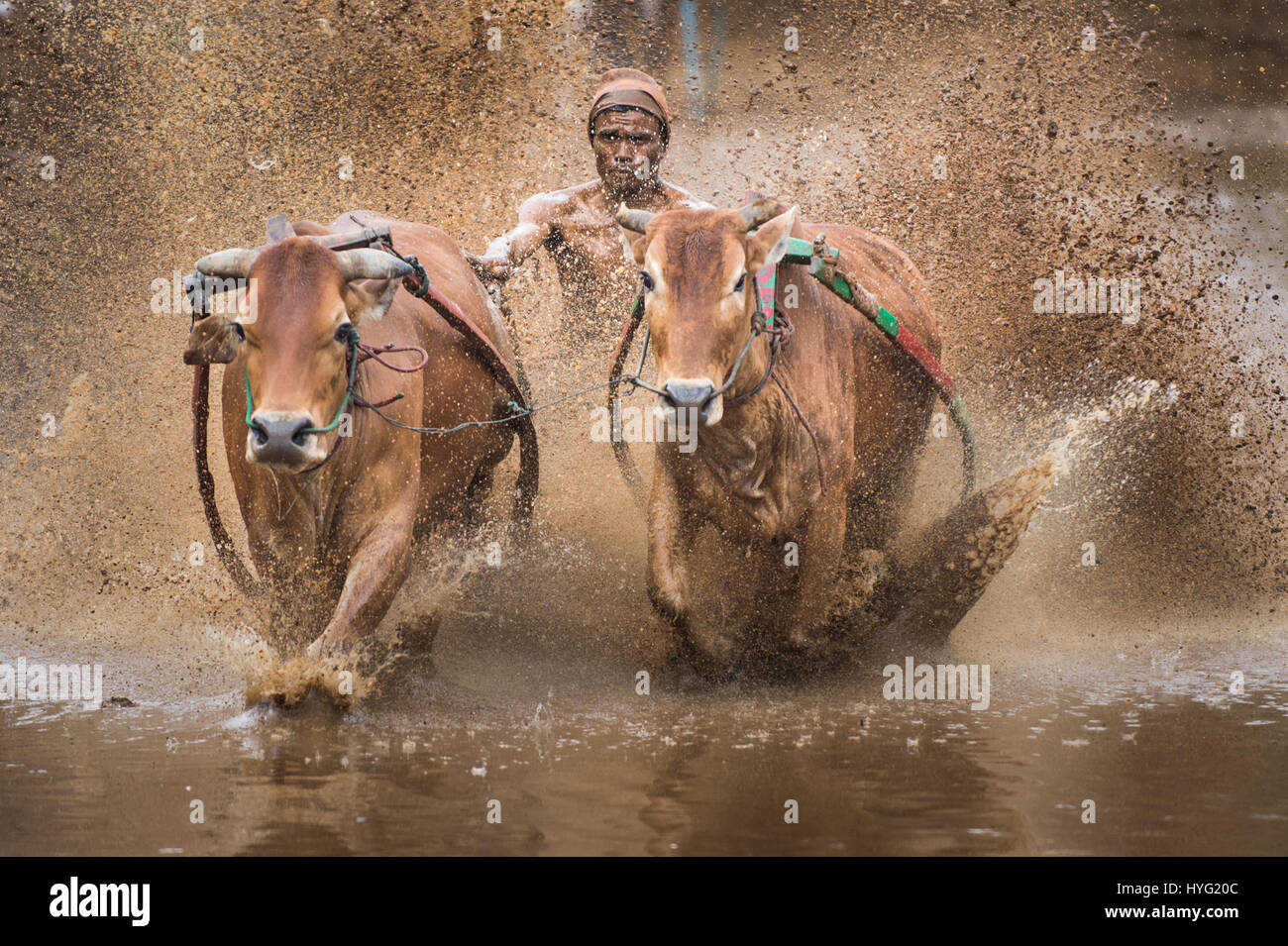 BATU SANGKAR, INDONESIA: SPECTACULAR images of farmers racing their prize bulls through mud will set your pulse racing. Pictures show how the brave competitors in this seasonal race will stop at nothing to prove the strength of their bulls and their skill in racing them through the most difficult terrain. Malaysian photographer Mohd Irman Ismail took the pictures during the Pacu Jawi festival in Batu Sangkar, West Sumatra , Indonesia. Stock Photo