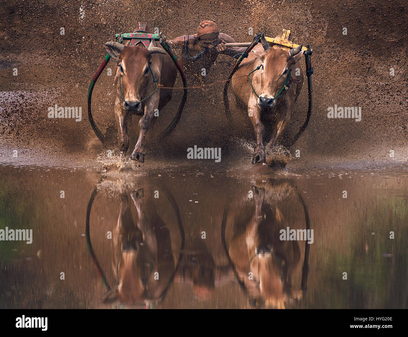BATU SANGKAR, INDONESIA: SPECTACULAR images of farmers racing their prize bulls through mud will set your pulse racing. Pictures show how the brave competitors in this seasonal race will stop at nothing to prove the strength of their bulls and their skill in racing them through the most difficult terrain. Malaysian photographer Mohd Irman Ismail took the pictures during the Pacu Jawi festival in Batu Sangkar, West Sumatra , Indonesia. Stock Photo
