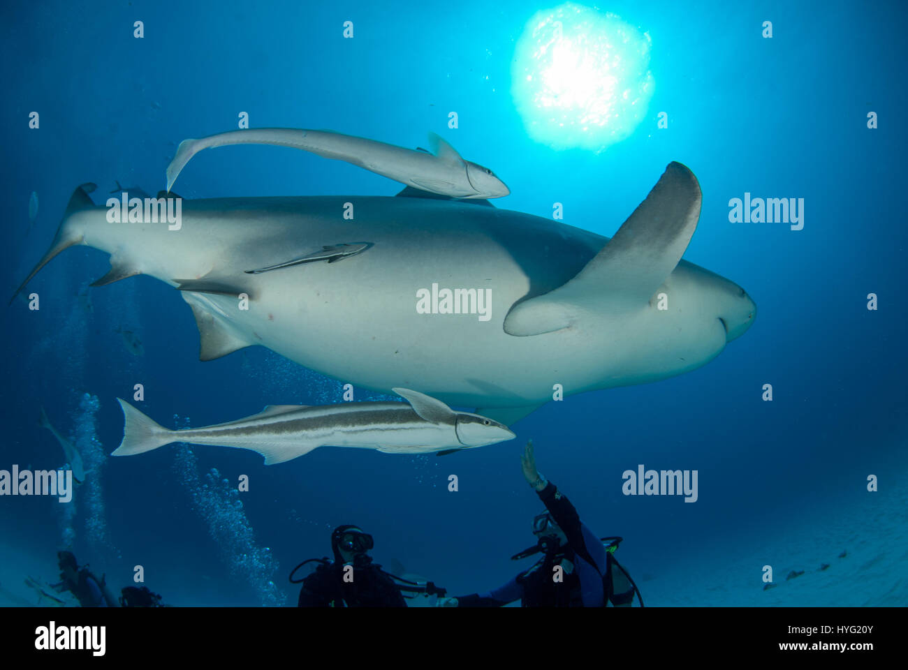 TWENTY Bull sharks have been snapped being lovingly hand fed by a human