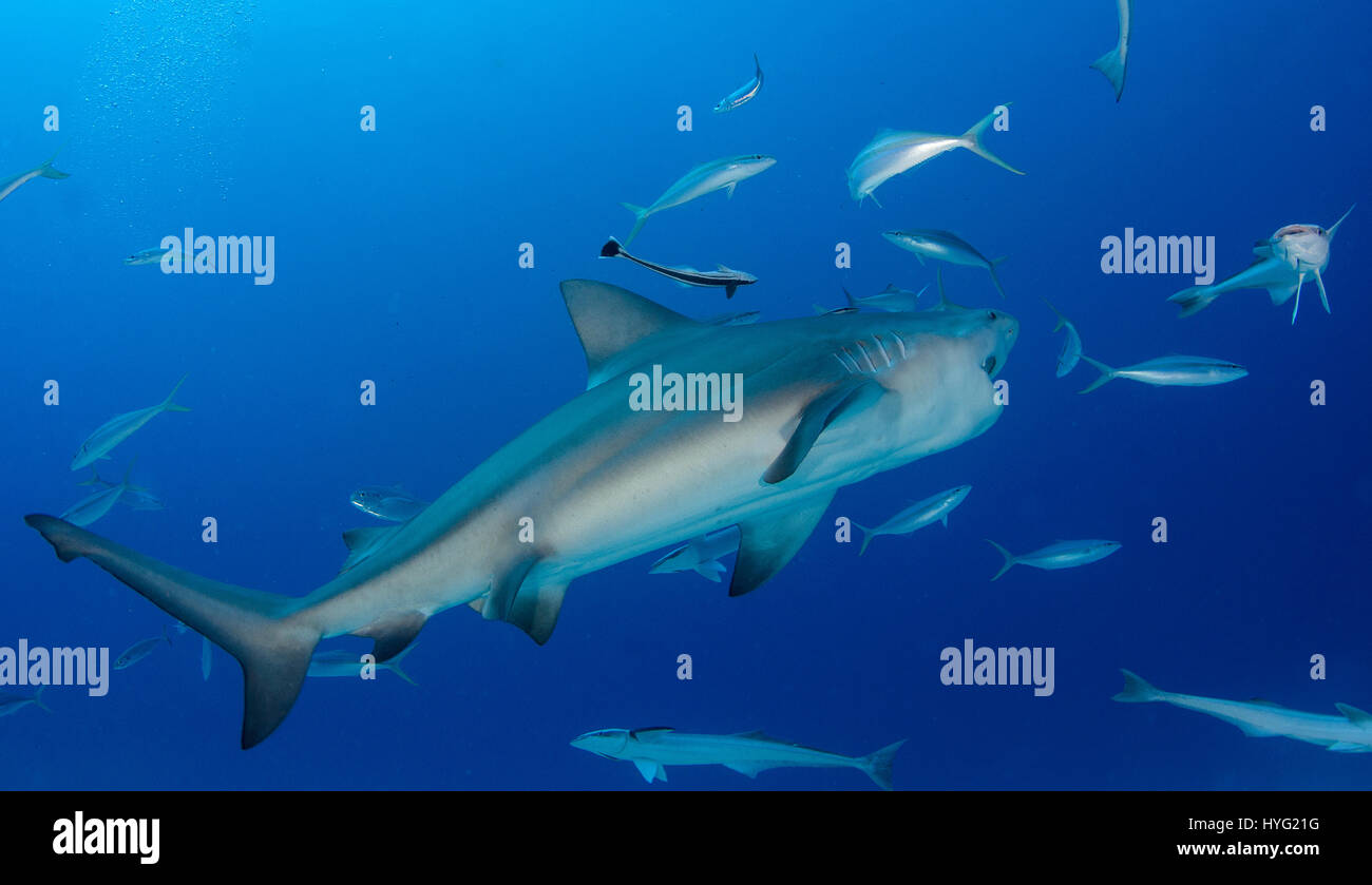 TWENTY Bull sharks have been snapped being lovingly hand fed by a human