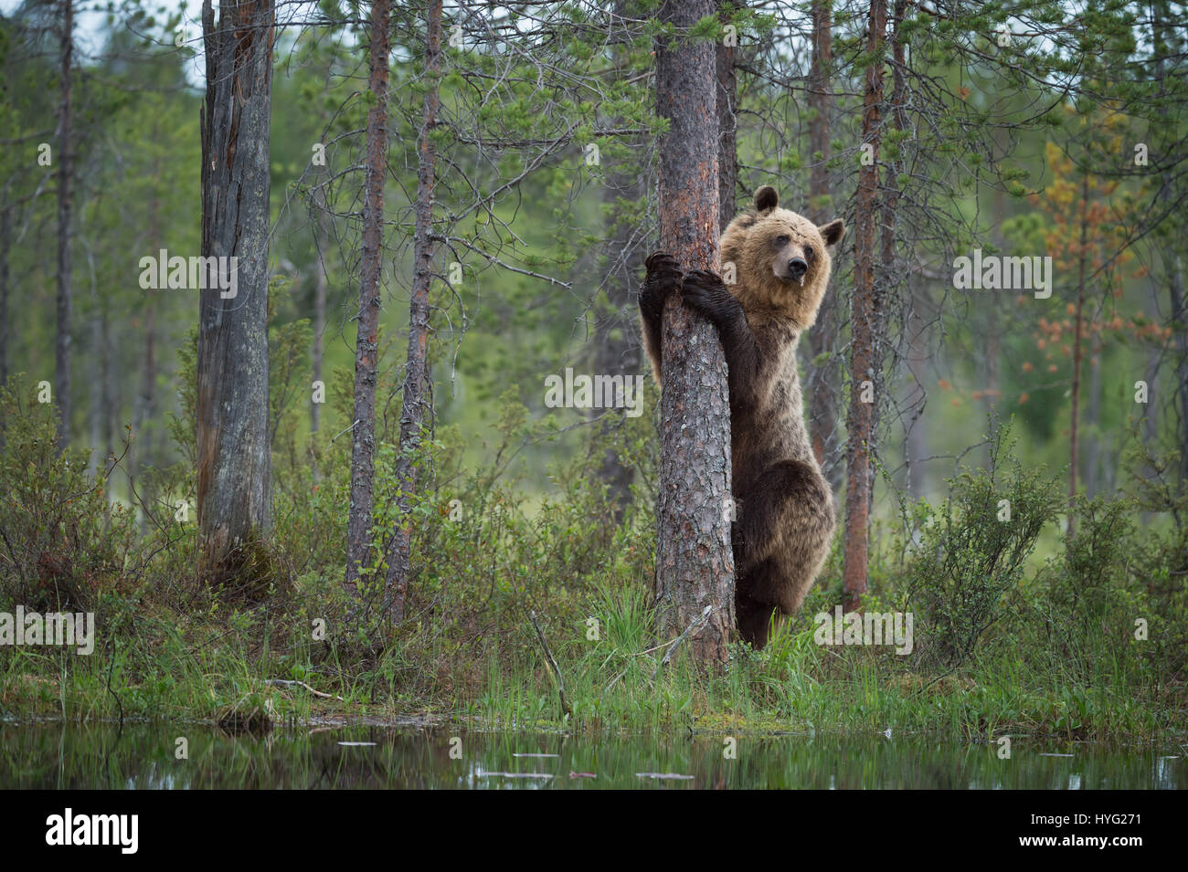 KAINUU, FINLAND: THE CUTEST little bear family have been snapped enjoying a day in the woods by a British photographer. Pictures show mummy bear watching over her two little curious cubs have a go at climbing trees.  Mummy bear can even be seen joining in and showing the babies how it’s done. Other pictures show the cuddly cuties play fighting, having a sibling embrace and just chilling out, taking a break from activities.  Photographer Janette Hill from Llanigon, Herefordshire travelled to the heart of the Taiga Forest in Finland to catch a glimpse of these wild brown bears in their natural h Stock Photo