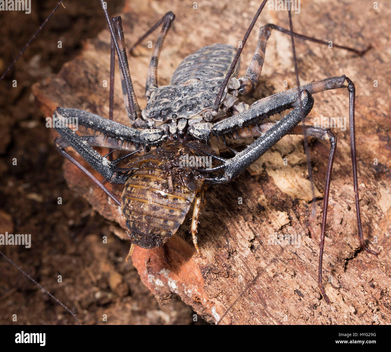 Mummy Insect HERIC, FRANCE: COULD this creepy insect be nature’s ugliest mother ...