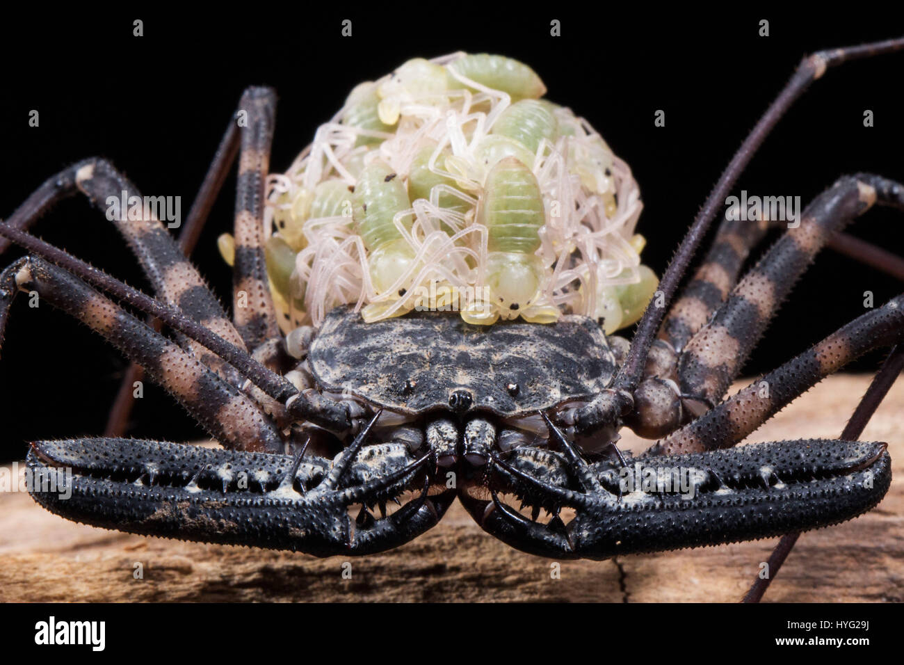 HERIC, FRANCE: COULD this creepy insect be nature’s ugliest mother? Pictures show what looks like a deadly scorpion, but is actually a mummy amblypygi carrying up to 48 young on her back. The detailed shots show the eggs packed inside the see-through egg sac, which later hatch and take up position on their mother’s back until they’re ready to move out and live on their own. Jordan Cadiot (20) a student from Heric, France combined his love for photography and creepy crawlies to produce these intricate snaps. Stock Photo