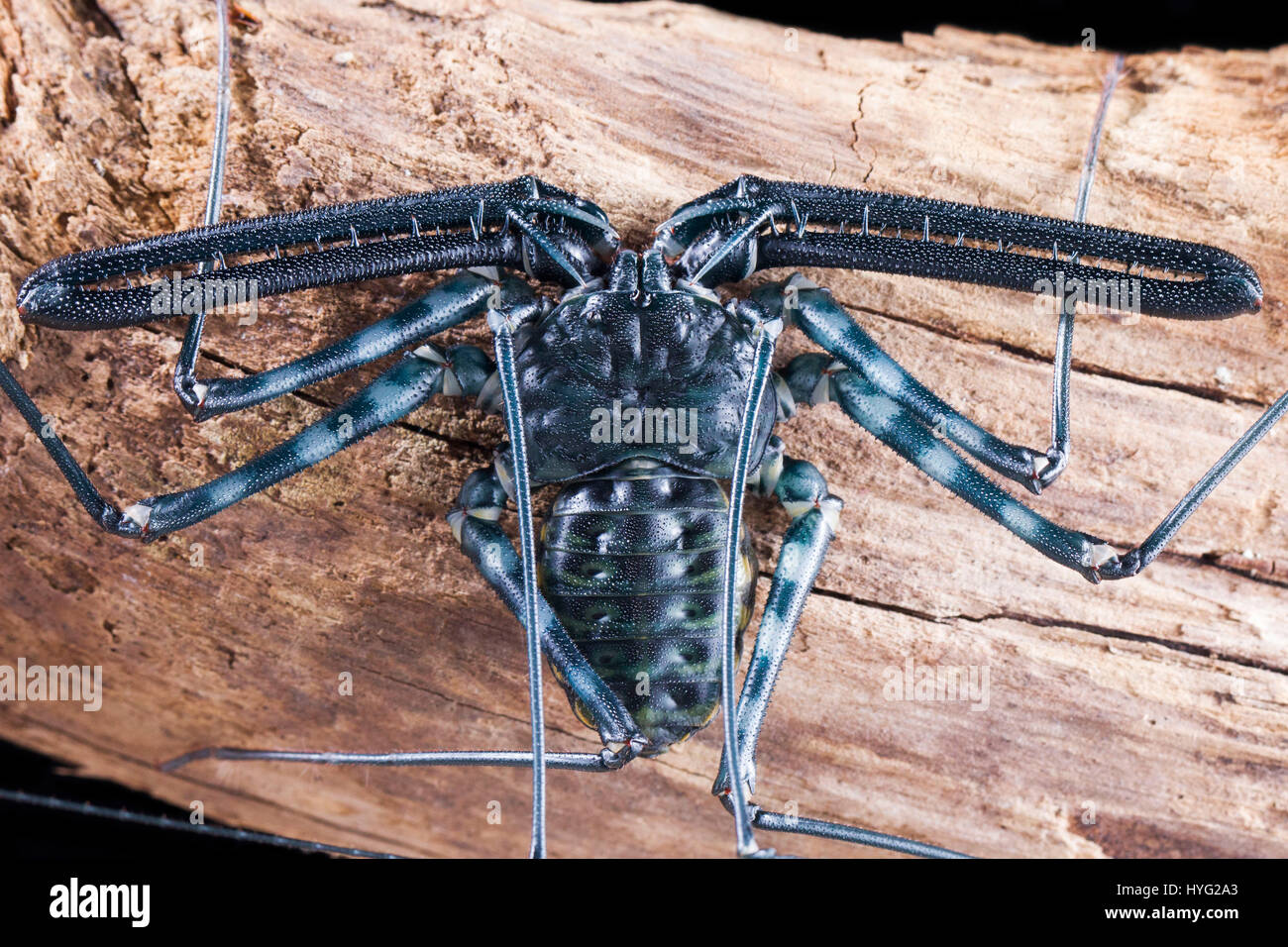 HERIC, FRANCE: COULD this creepy insect be nature’s ugliest mother? Pictures show what looks like a deadly scorpion, but is actually a mummy amblypygi carrying up to 48 young on her back. The detailed shots show the eggs packed inside the see-through egg sac, which later hatch and take up position on their mother’s back until they’re ready to move out and live on their own. Jordan Cadiot (20) a student from Heric, France combined his love for photography and creepy crawlies to produce these intricate snaps. Stock Photo