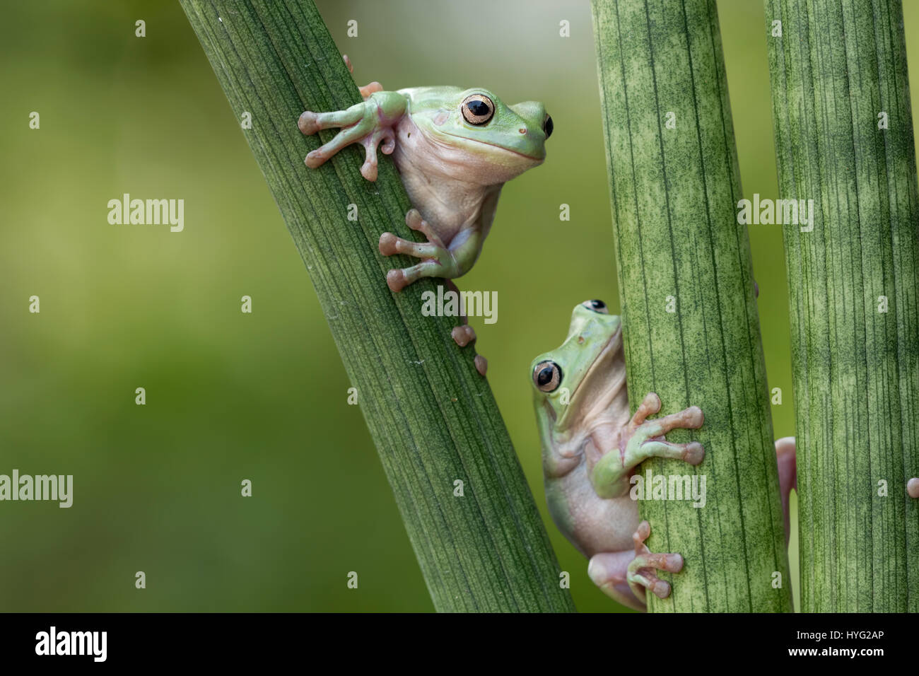 CILEDUG, INDONESIA: TWO FUN-LOVING frogs have been snapped taking part in some serious summer holiday game playing.From the classic leap-frog, to follow the leader and a good old-fashioned staring contest these care-free companions are having the time of their lives, all while balanced in some long grass. Wildlife photography enthusiast Kurit Afsheen (34) was able to capture these charming moments in Ciledug, Indonesia. Stock Photo