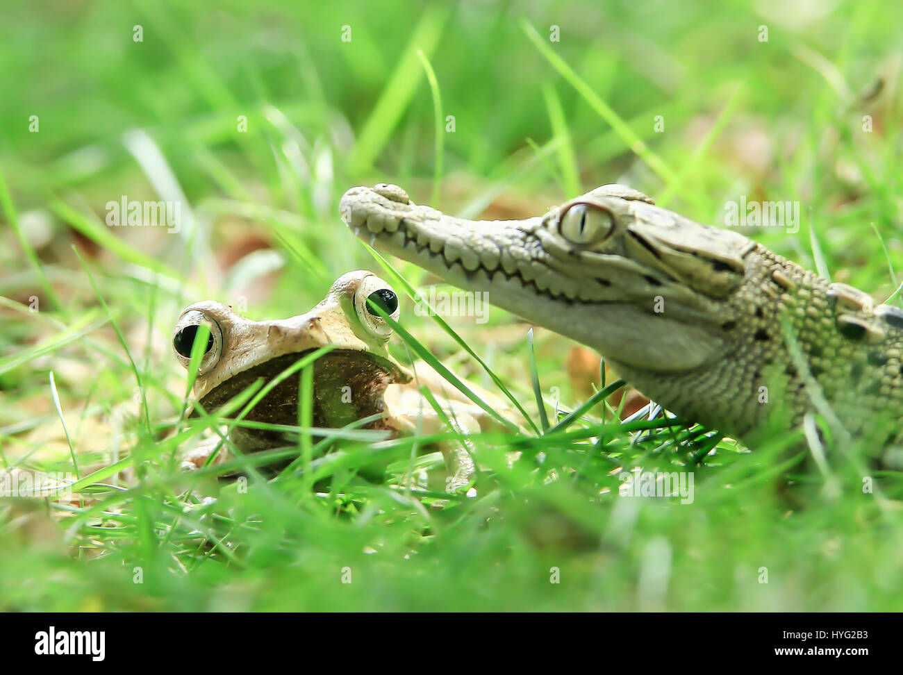 JAVA, INDONESIA: THE INCREDIBLE moment a baby crocodile decided to climb onto the head of a hapless frog has been captured by an awe-struck industry manager. In a move that the most seasoned naturalist would find extraordinary, this foot-long baby crocodile can be seen clambering onto the back of a Javan treefrog, who turned the tables on this normally fearsome predator by mounting the reptile’s head. Local manager Tanto Yensen (36) took the pictures while out walking in Tangerang, Indonesia. Stock Photo