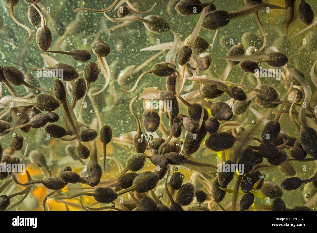 Tadpoles in a garden pond Stock Photo Alamy