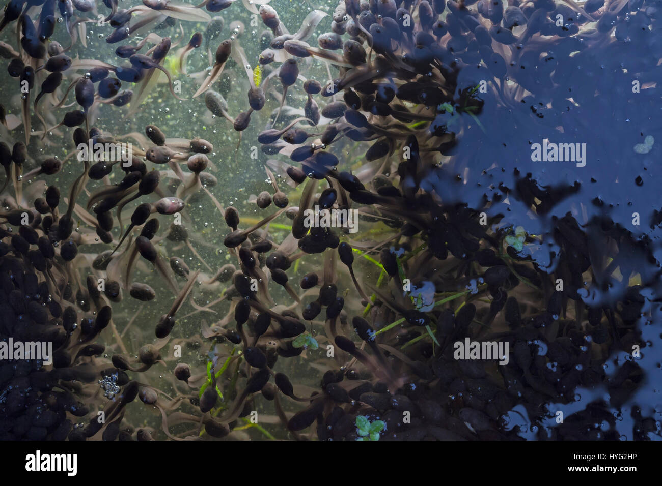 Tadpoles in a garden pond Stock Photo Alamy