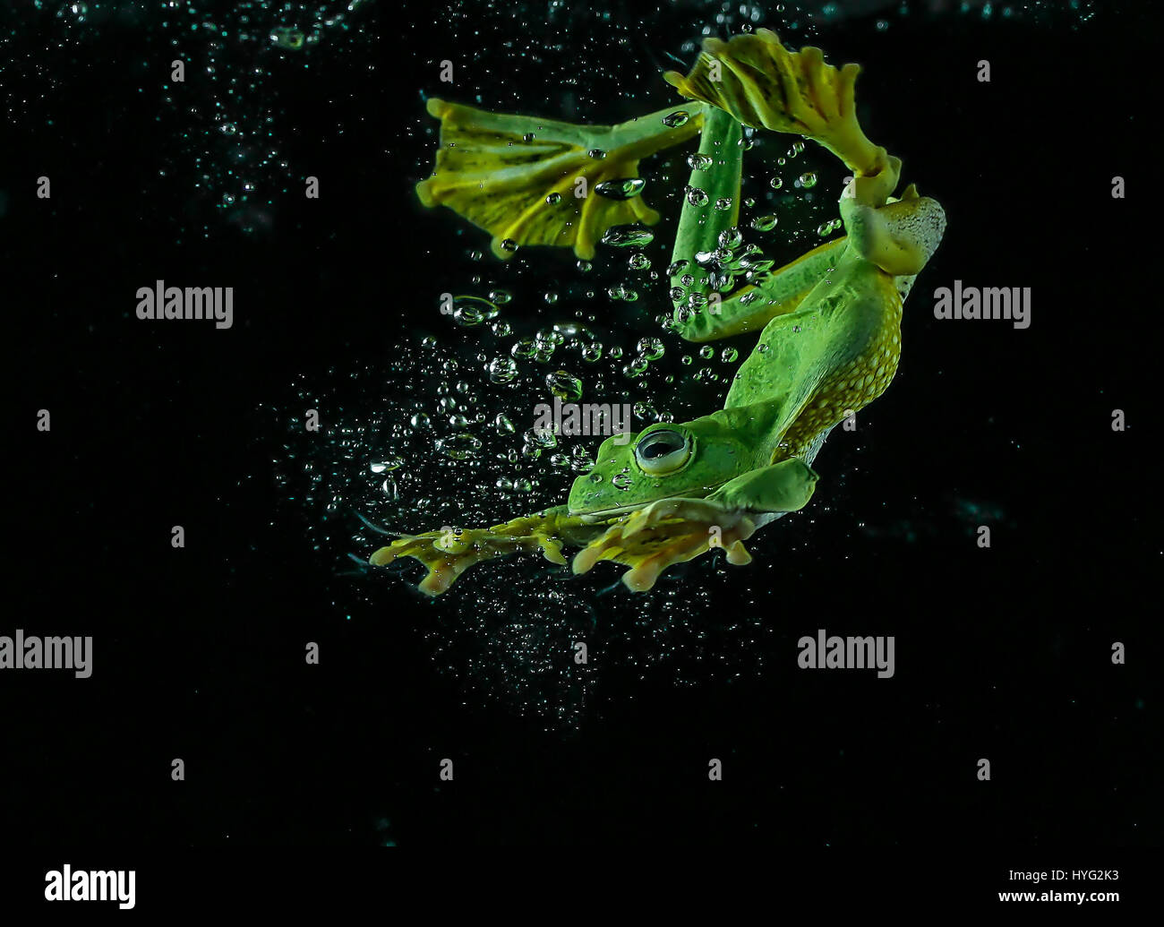 JAKARTA, INDONESIA: SPECTACULAR pictures of a frog diving and swimming underwater show just how graceful these otherwise ungainly creatures can be. The amphibious creature can be seen plopping into the water and swimming in this series of pictures taken by a nature loving industrial manager. The images were taken by Tanto Yensen from Jakarta, who coaxed the wild Javan Gliding Tree frog into a tank of water to create the stunning shots. Stock Photo