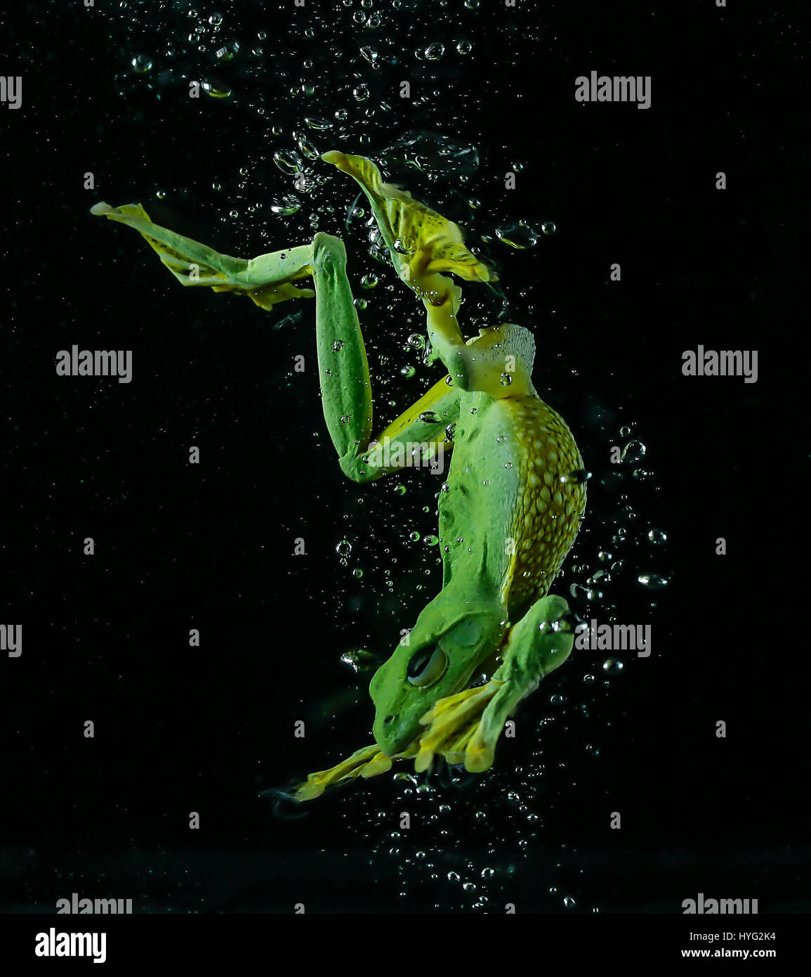 JAKARTA, INDONESIA: SPECTACULAR pictures of a frog diving and swimming underwater show just how graceful these otherwise ungainly creatures can be. The amphibious creature can be seen plopping into the water and swimming in this series of pictures taken by a nature loving industrial manager. The images were taken by Tanto Yensen from Jakarta, who coaxed the wild Javan Gliding Tree frog into a tank of water to create the stunning shots. Stock Photo