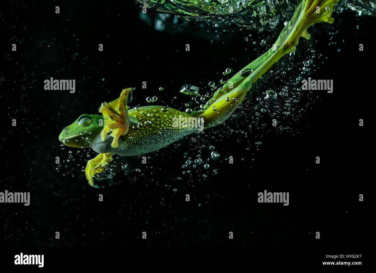 JAKARTA, INDONESIA: SPECTACULAR pictures of a frog diving and swimming underwater show just how graceful these otherwise ungainly creatures can be. The amphibious creature can be seen plopping into the water and swimming in this series of pictures taken by a nature loving industrial manager. The images were taken by Tanto Yensen from Jakarta, who coaxed the wild Javan Gliding Tree frog into a tank of water to create the stunning shots. Stock Photo