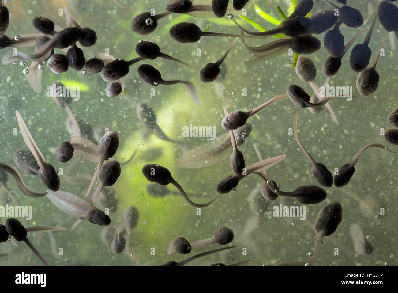 Tadpoles in a garden pond Stock Photo Alamy