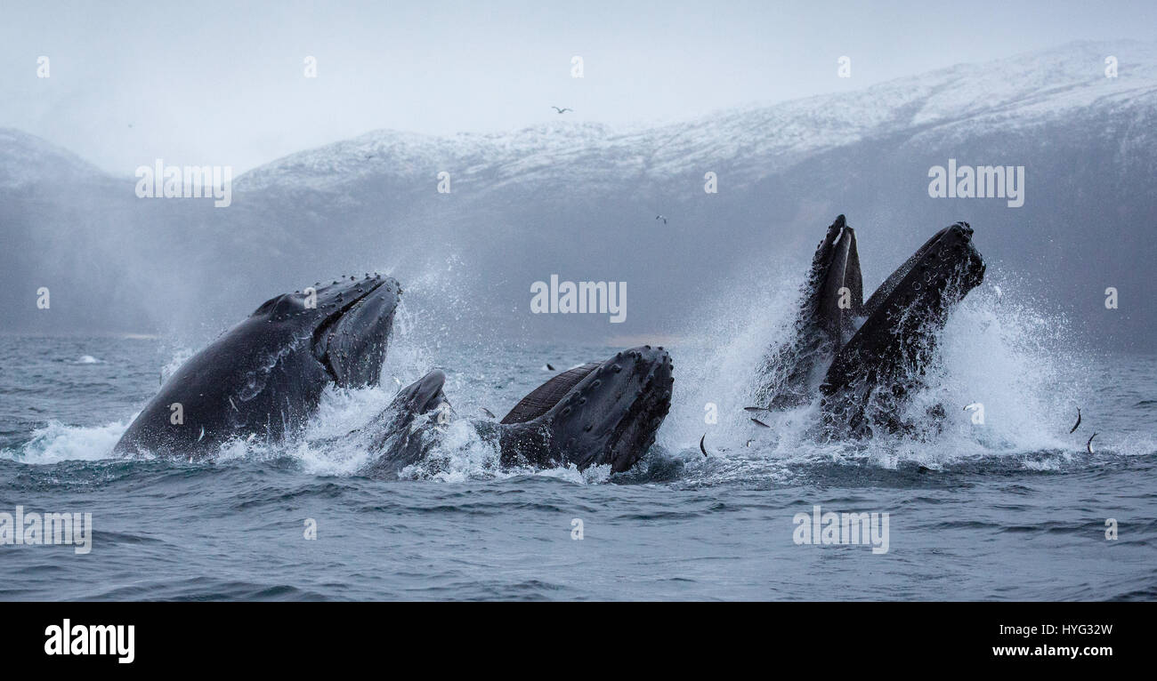 SENSATIONAL pictures show humpback whales perfectly adjusted to their