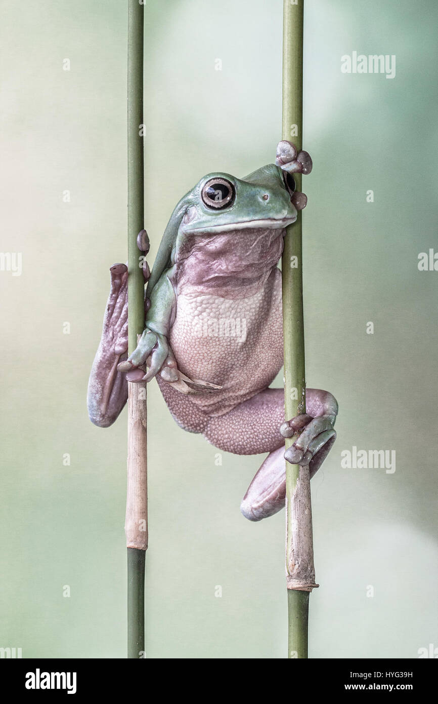 JAKARTA, INDONESIA: Picture of a Dumpy frog. RESCUE frogs have been given a new lease of life thanks to the efforts of one dedicated frog lover. Pictures show a dumpy frog balancing between two plant stems and also sitting on the handlebars of a bicycle garden ornament.  Other pictures show a colourful flying frog peeking out between the leaves of a plant. Head of Design and Studio, Lessy Sebastian (52) from Jakarta, snapped these adorable creatures after setting them free to roam. Stock Photo