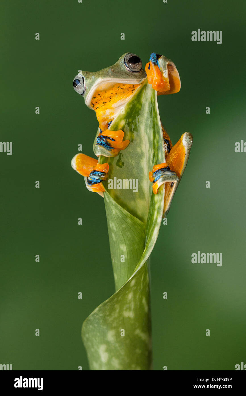 JAKARTA, INDONESIA: Picture of a Flying frog. RESCUE frogs have been given a new lease of life thanks to the efforts of one dedicated frog lover. Pictures show a dumpy frog balancing between two plant stems and also sitting on the handlebars of a bicycle garden ornament.  Other pictures show a colourful flying frog peeking out between the leaves of a plant. Head of Design and Studio, Lessy Sebastian (52) from Jakarta, snapped these adorable creatures after setting them free to roam. Stock Photo