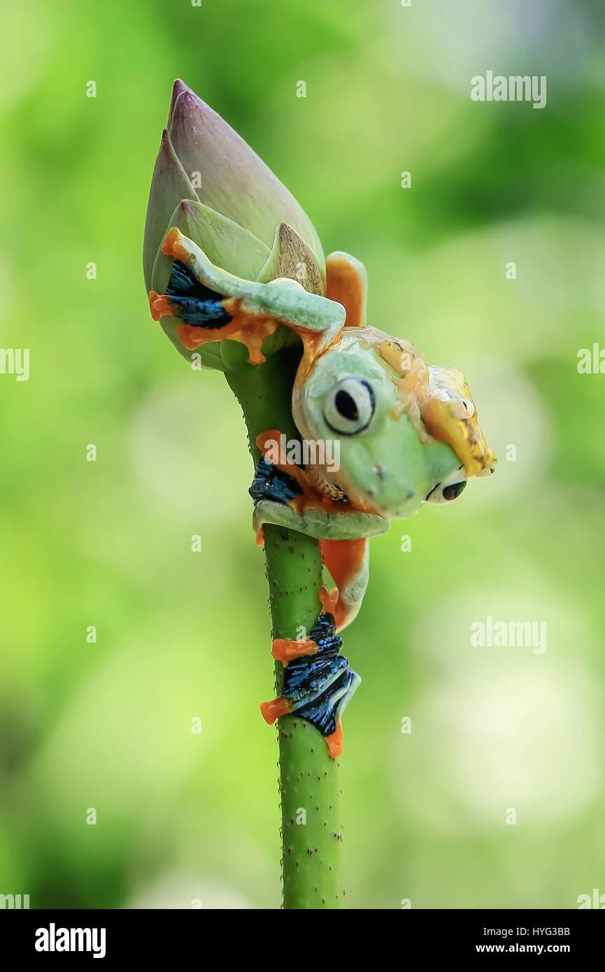 JAKARTA, INDONESIA: A COMIC encounter between two rival amphibians has been captured on camera by a wildlife enthusiast. Pictures show the larger flying tree frog comfortably sitting on top of a flower bud surveying its surroundings, when it is challenged to pole position by a smaller contender.  The plucky glass frog can be seen clambering up the stalk and then over the head of the flying frog.  Even daring to clasp its hand over the flying frog’s mouth.  Amateur photographer Tanto Yensen (36) from Jakarta, was able to snap this series of pictures in his home town. Stock Photo