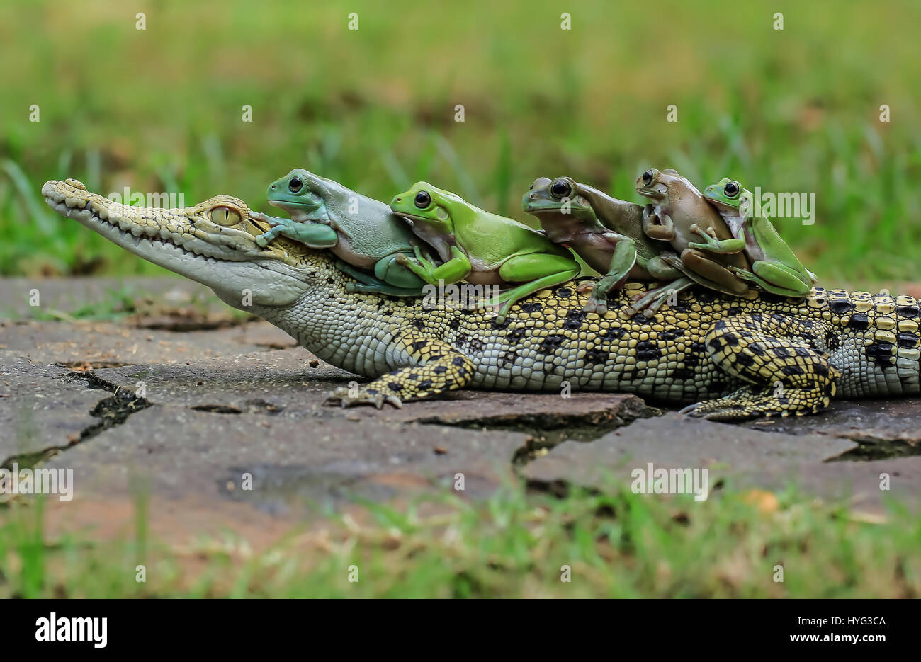 The five frogs look out from over the top of the crocodile's head. HILARIOUS images of FIVE frogs climbing on board the back of a bemused saltwater crocodile have been captured. The pictures show the dumpy white tree frogs clamber on the still crocodile one by one before turning to pose directly for the camera. Clearly comfortable in the croc’s company the amphibians appear to be doing the conga of the reptile’s back. The funny shots were snapped by Tanto Yensen (36) from Jakarta, Indonesia whilst visiting Tangerang, Indonesia. Tanto used a Canon EOS 60D to capture his photographs. Tanto Yense Stock Photo