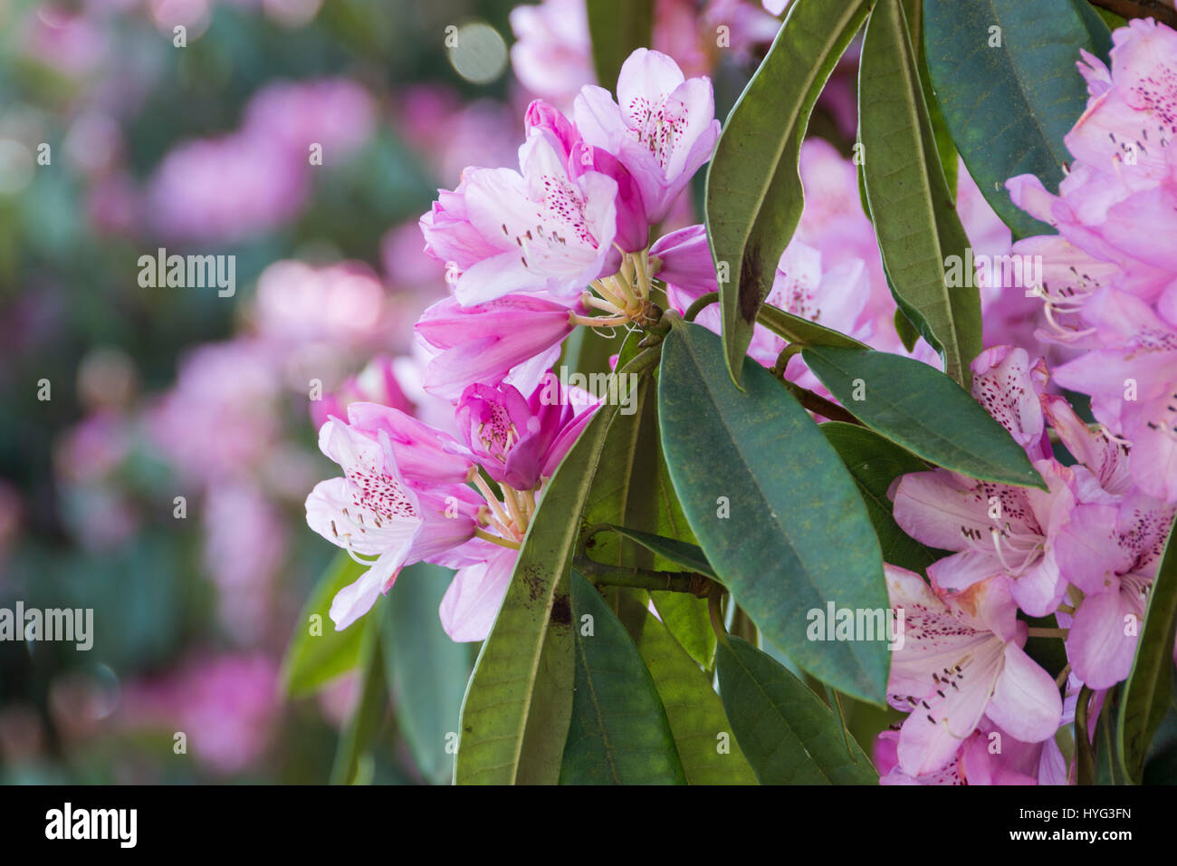 Cornwall Rhododendron Pink rhododendrons at the Lost Gardens of Heligan, Cornwall, UK Stock ...