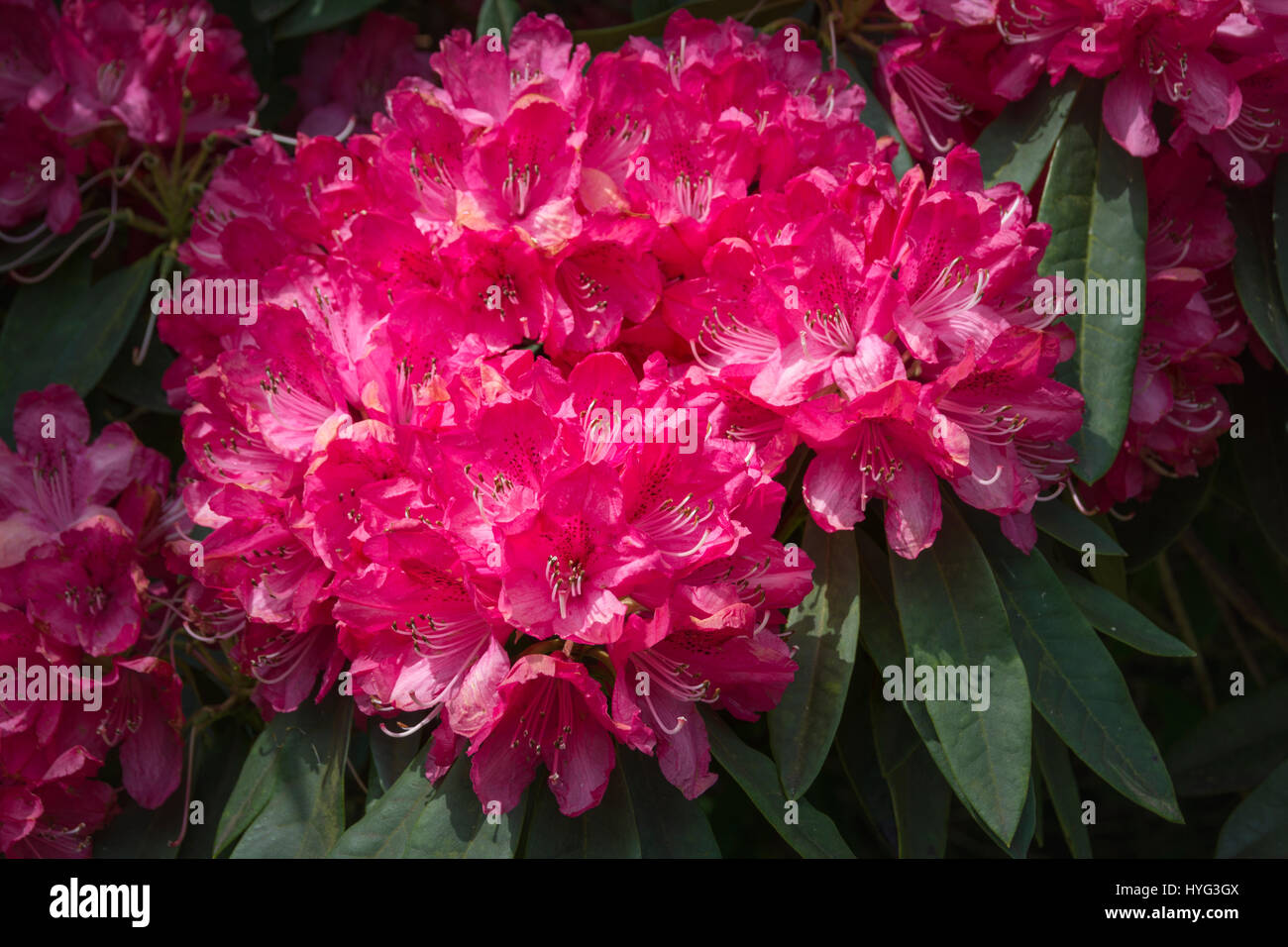 Cornwall Rhododendron Rhododendron Flowers at the Lost Gardens of Heligan, Cornwall, UK Stock ...