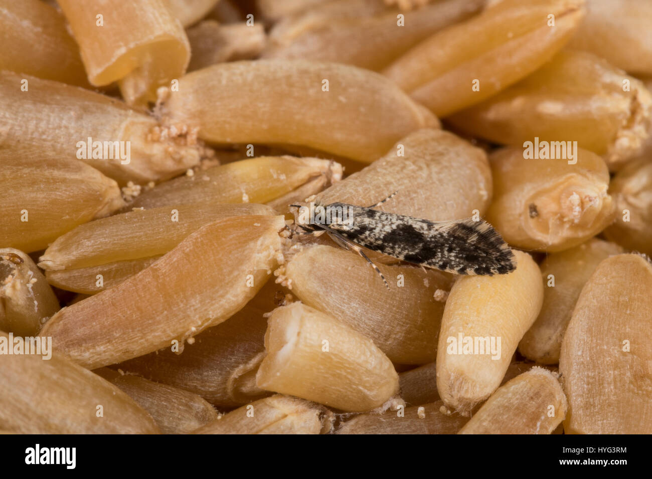 Kornmotte, Korn-Motte, Nemapogon granella, Nemapogon granellus, Tinea granella, Tinea fuscicomella, European grain worm, European grain moth, mottled  Stock Photo