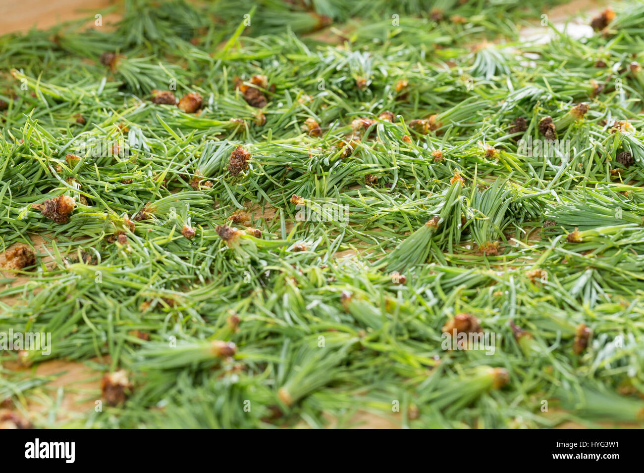 Lärchennadeln, Nadeln von Lärche, werden getrocknet, Trocknung, Ernte. Europäische Lärche, Larix decidua, European Larch, Le Mélèze d'Europe, Mélèze c Stock Photo