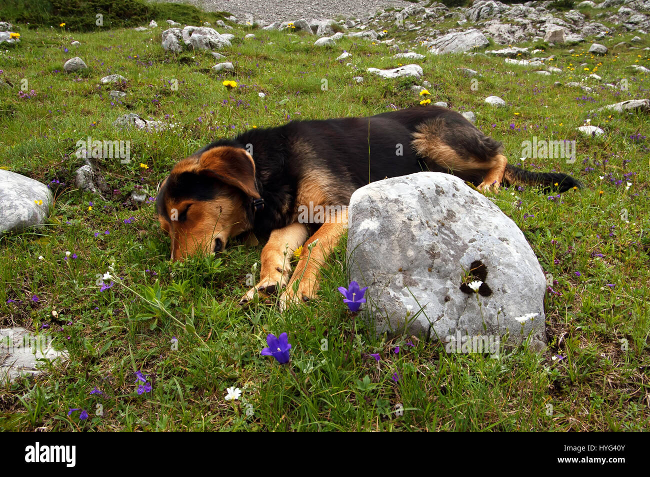 Dog is laying on the grass with flowers in the mountains, Montenegro Stock Photo