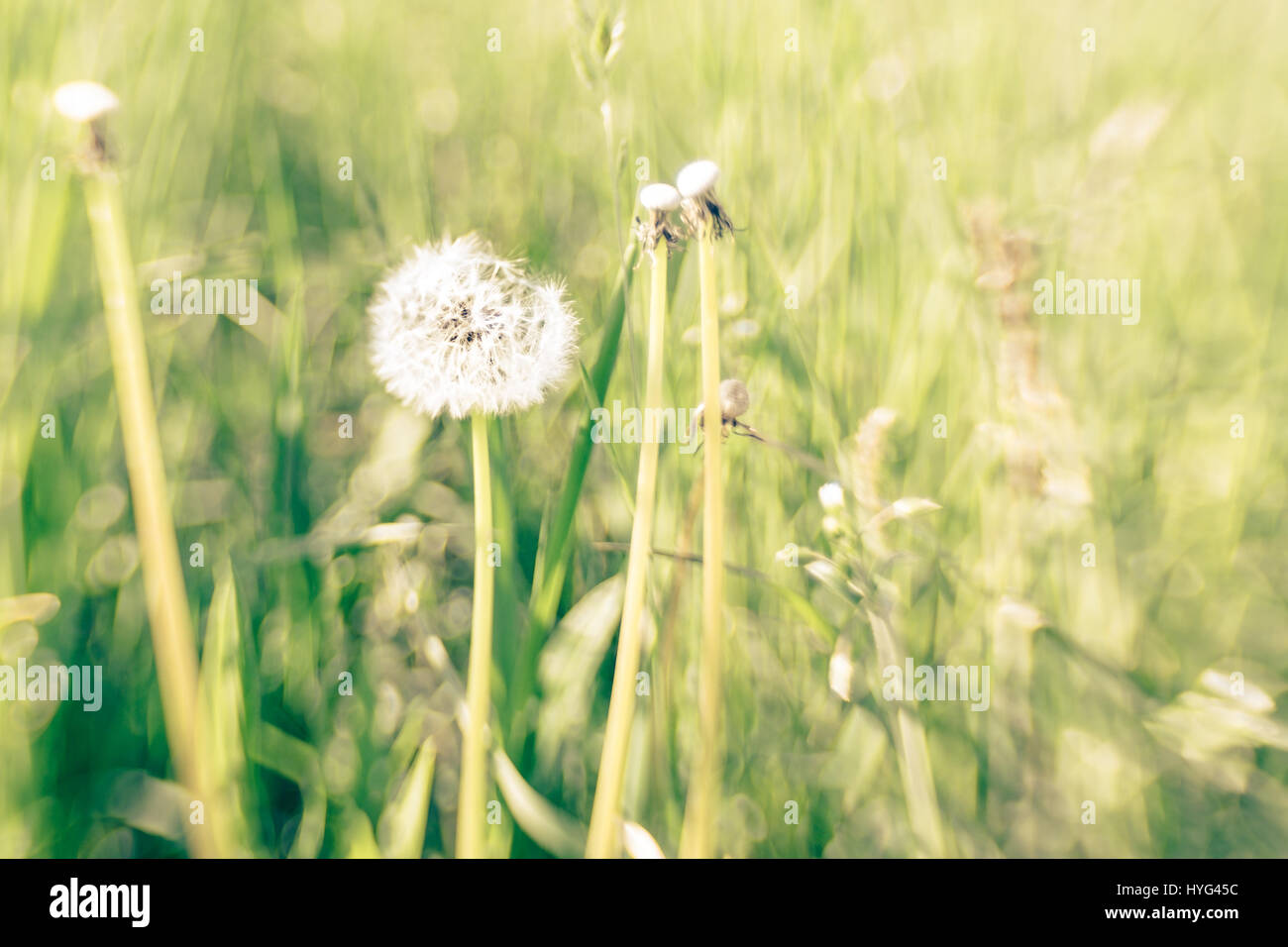 Close-up of dandelion in the meadow with nice bokeh Stock Photo - Alamy