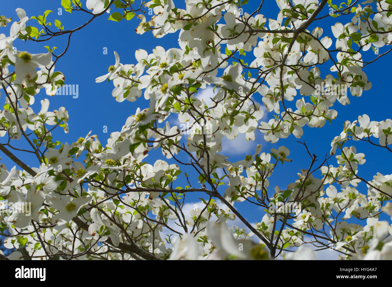 These dogwood blooms are so pretty you can almost smell them. Stock Photo