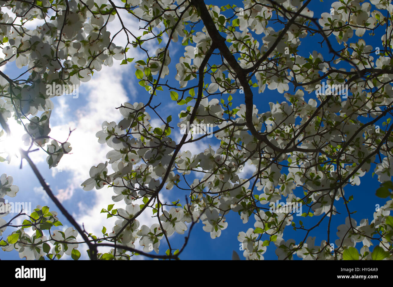 These dogwood blooms are so pretty you can almost smell them. Stock Photo