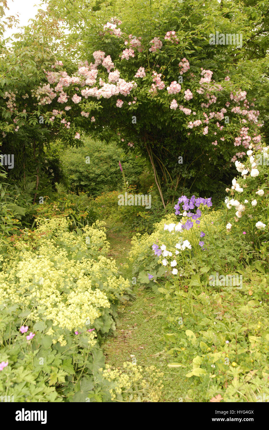 Pink rambling rose hi-res stock photography and images - Alamy