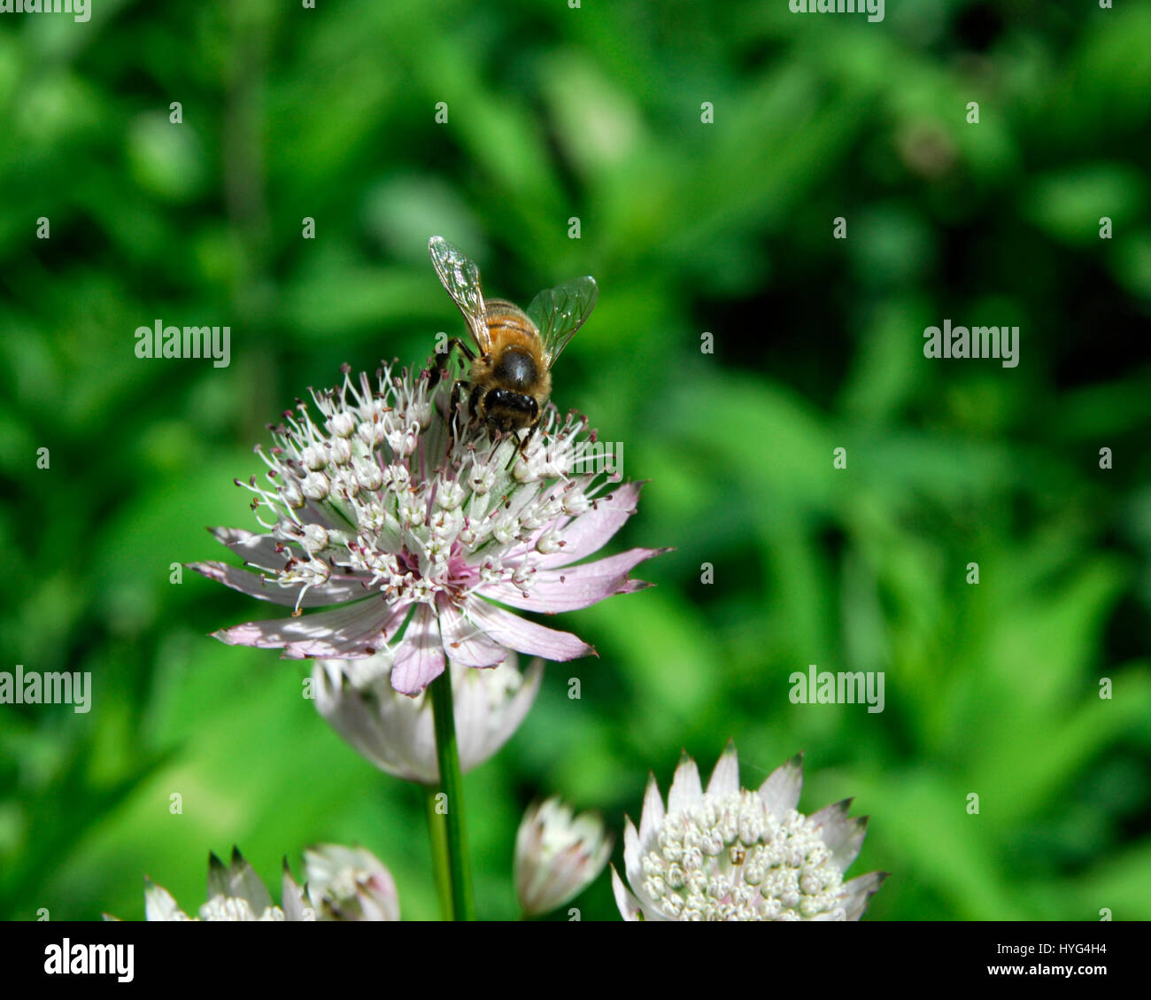 Bee feeding on an Astrantia flower Stock Photo