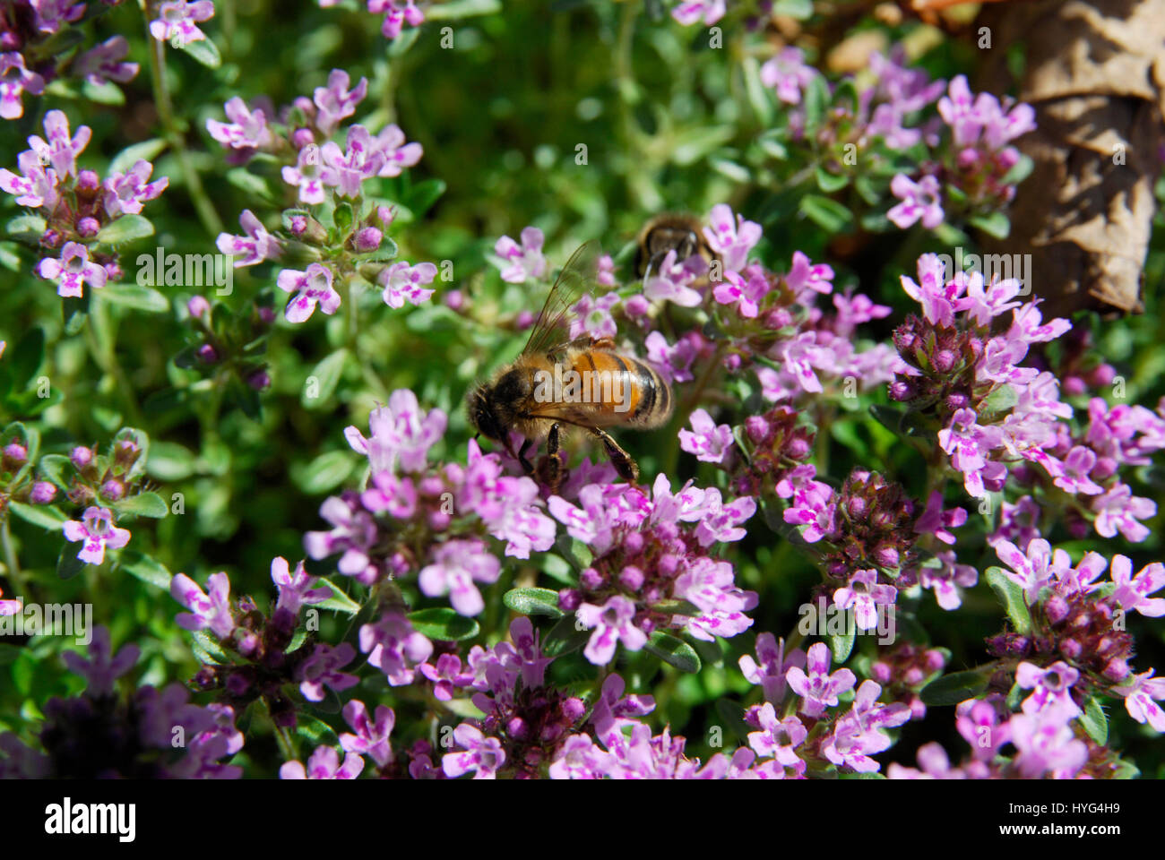 Bee feeding on Thyme Flowers Stock Photo