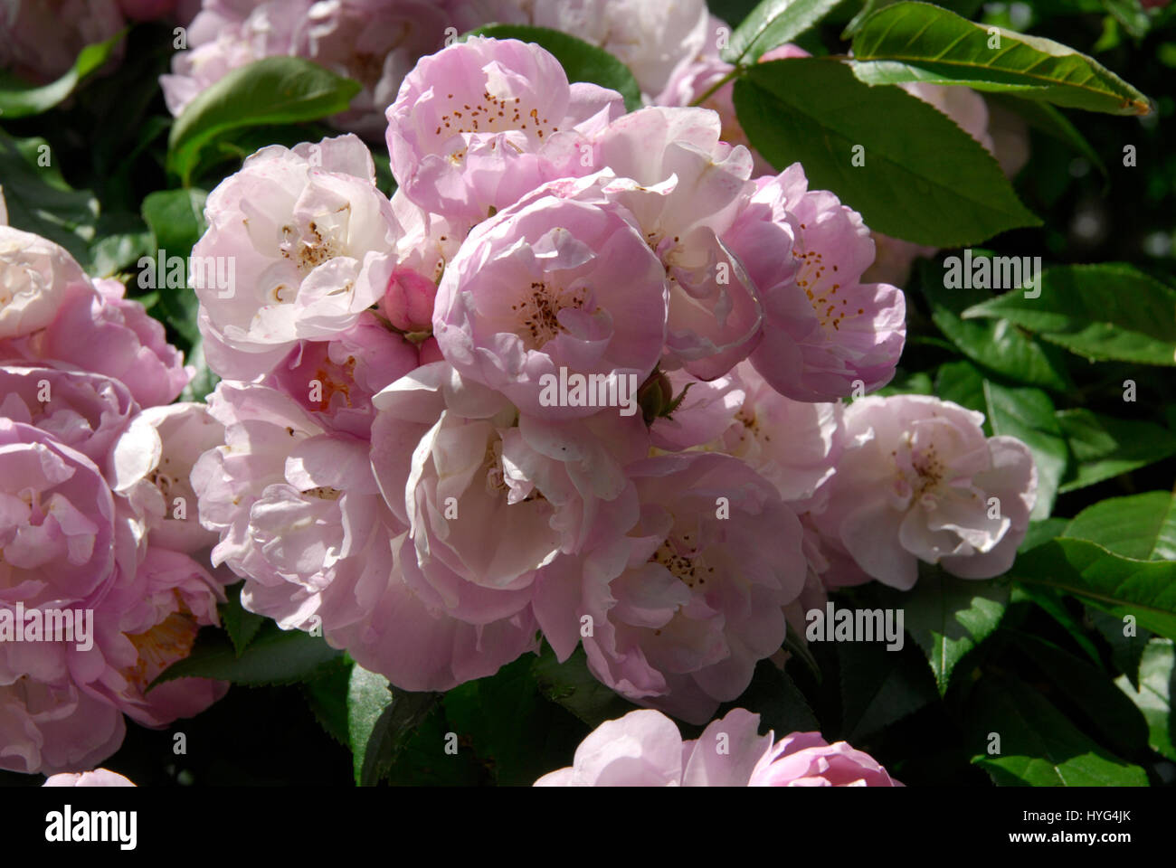 Rambling Rose with Pink Flowers.  Variety Uncertain Stock Photo