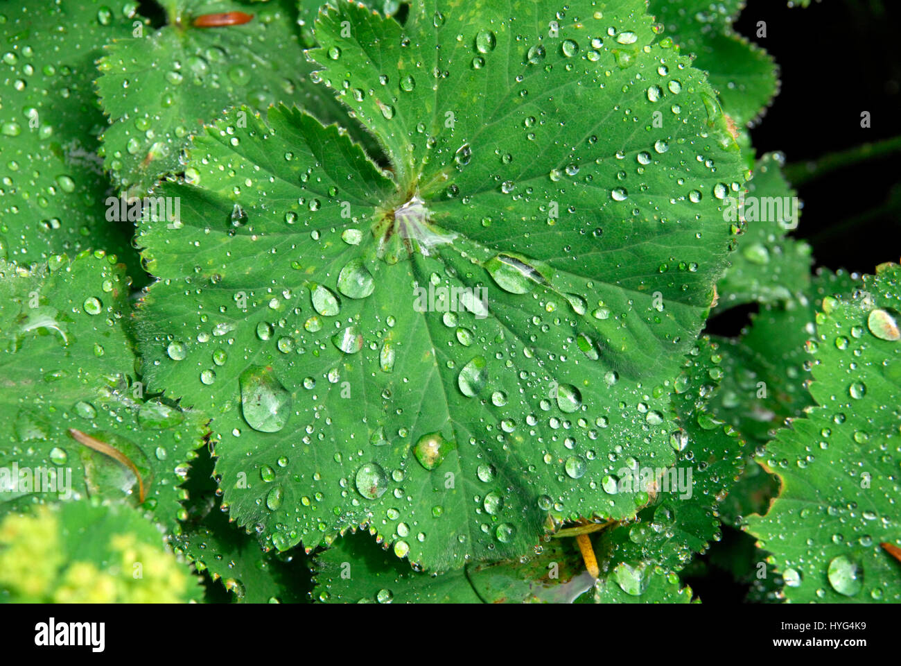 Leaf of Lady's Mantle, Alchemilla mollis, with gathered raindrops Stock Photo