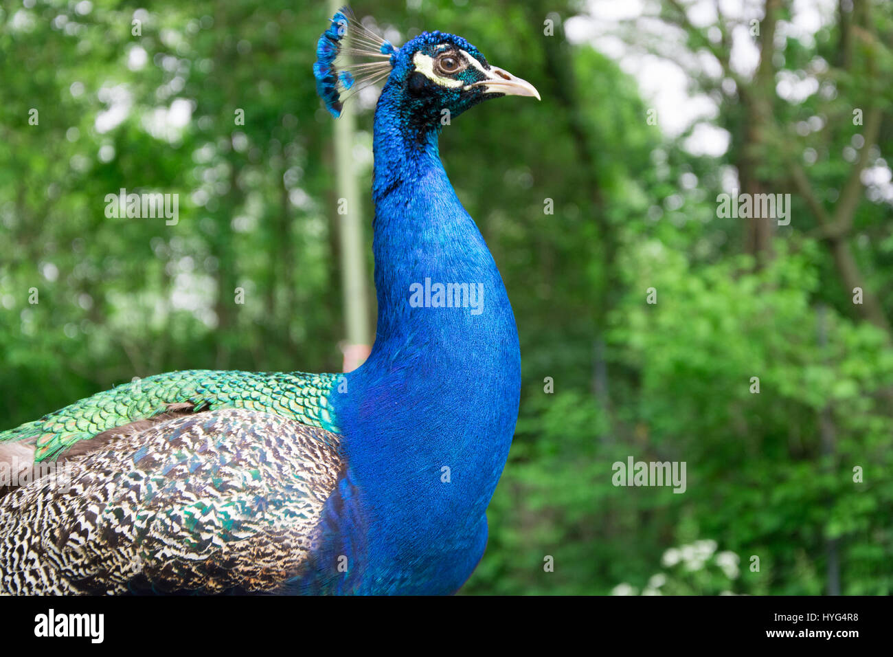 Beautiful young peacock male in the park Stock Photo - Alamy