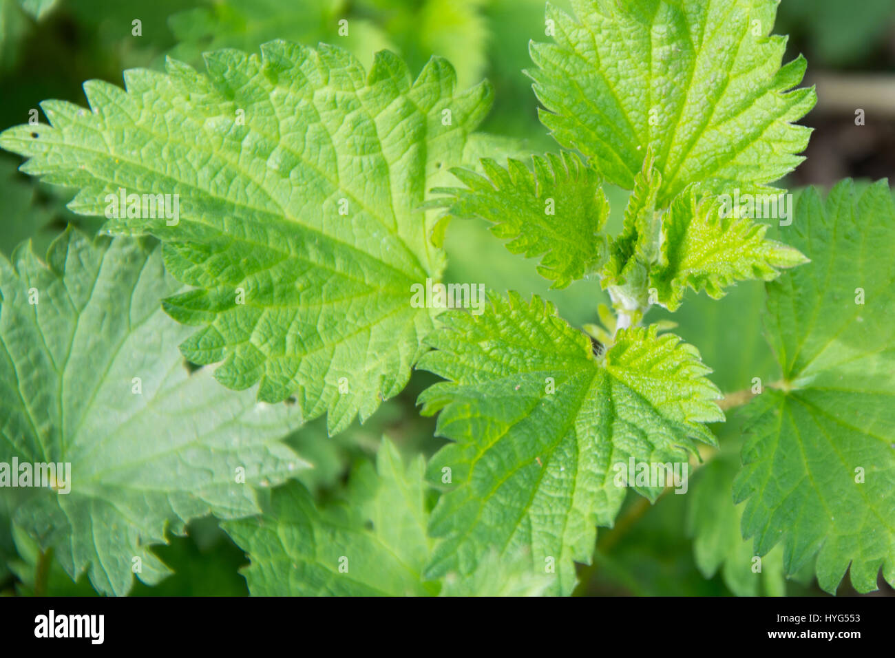 Nettles (urtica) natural medicinal green wild plant, healthy herbal Stock Photo