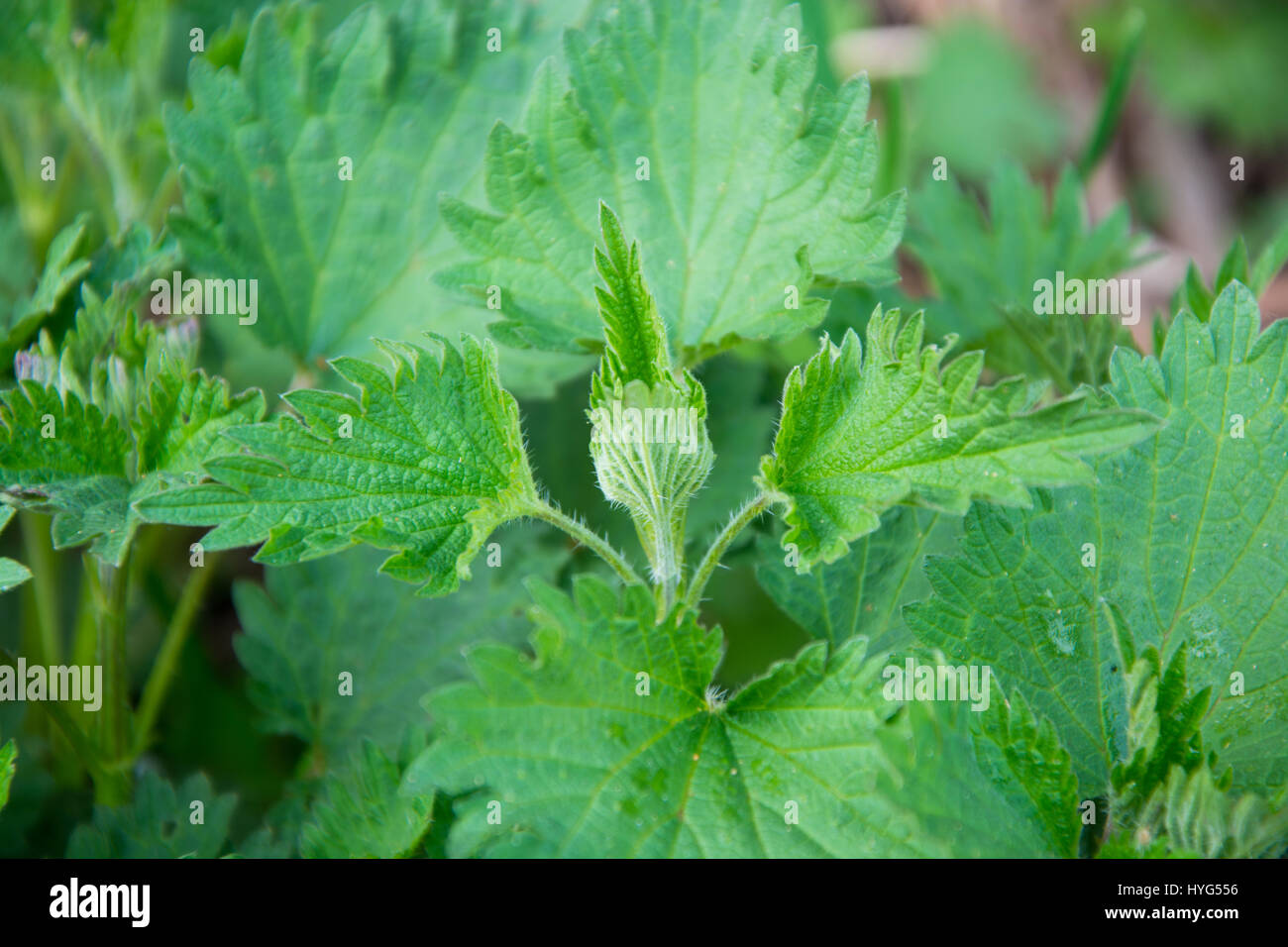 Nettles (urtica) natural medicinal green wild plant, healthy herbal Stock Photo