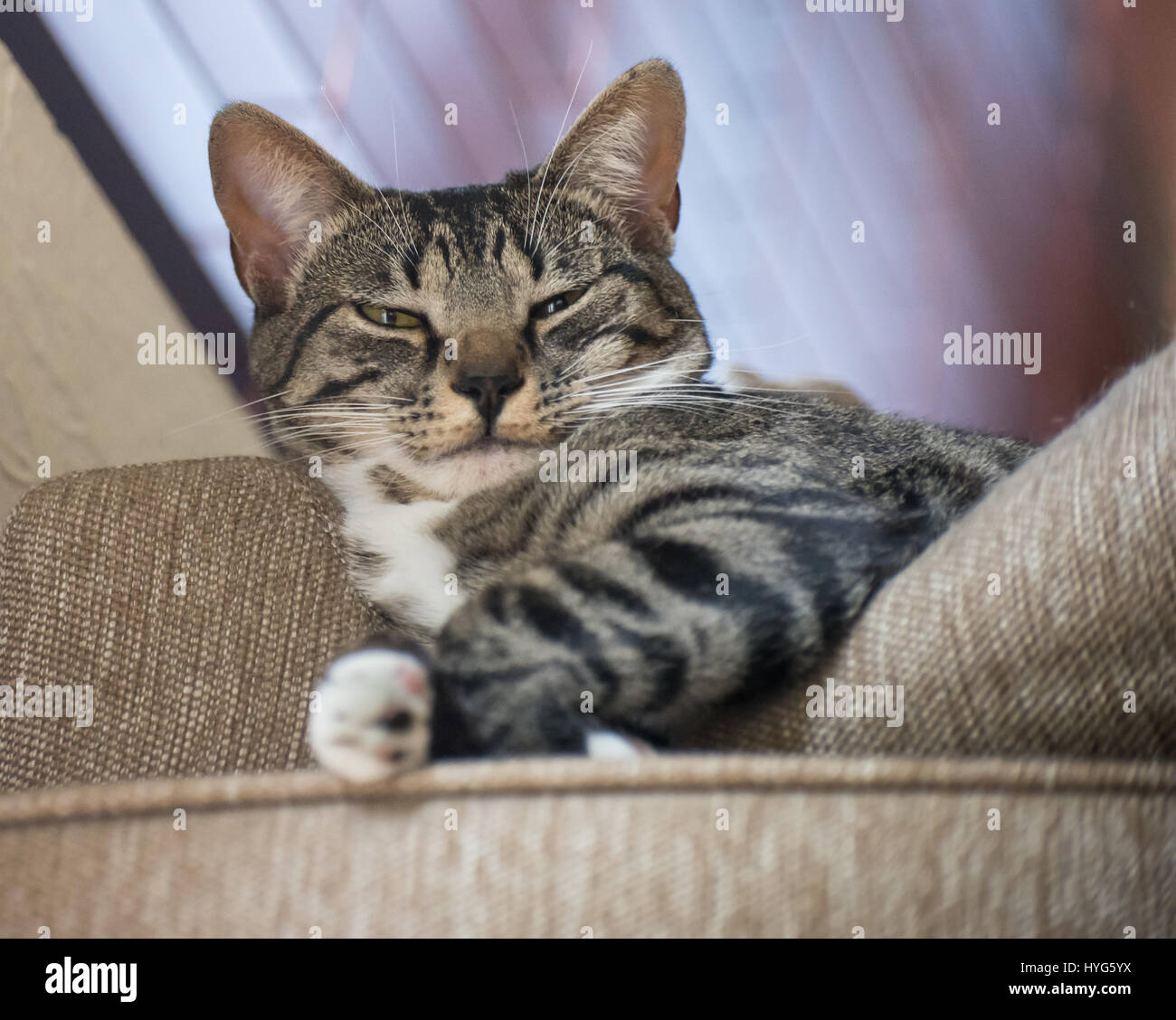 Smug Cat From Above Stock Photo