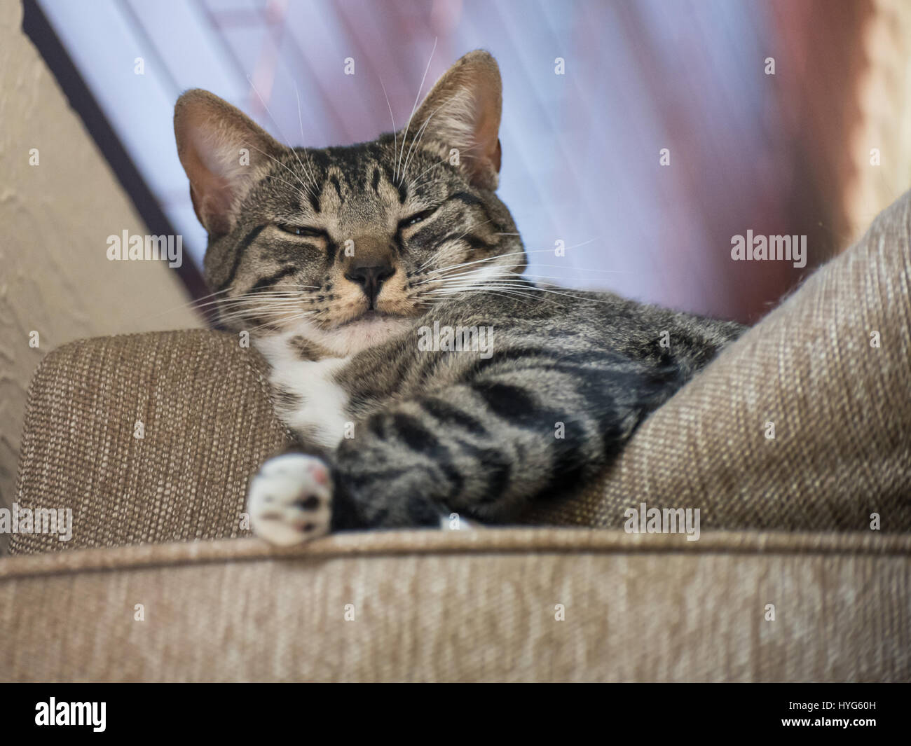 Smug Cat From Above Stock Photo
