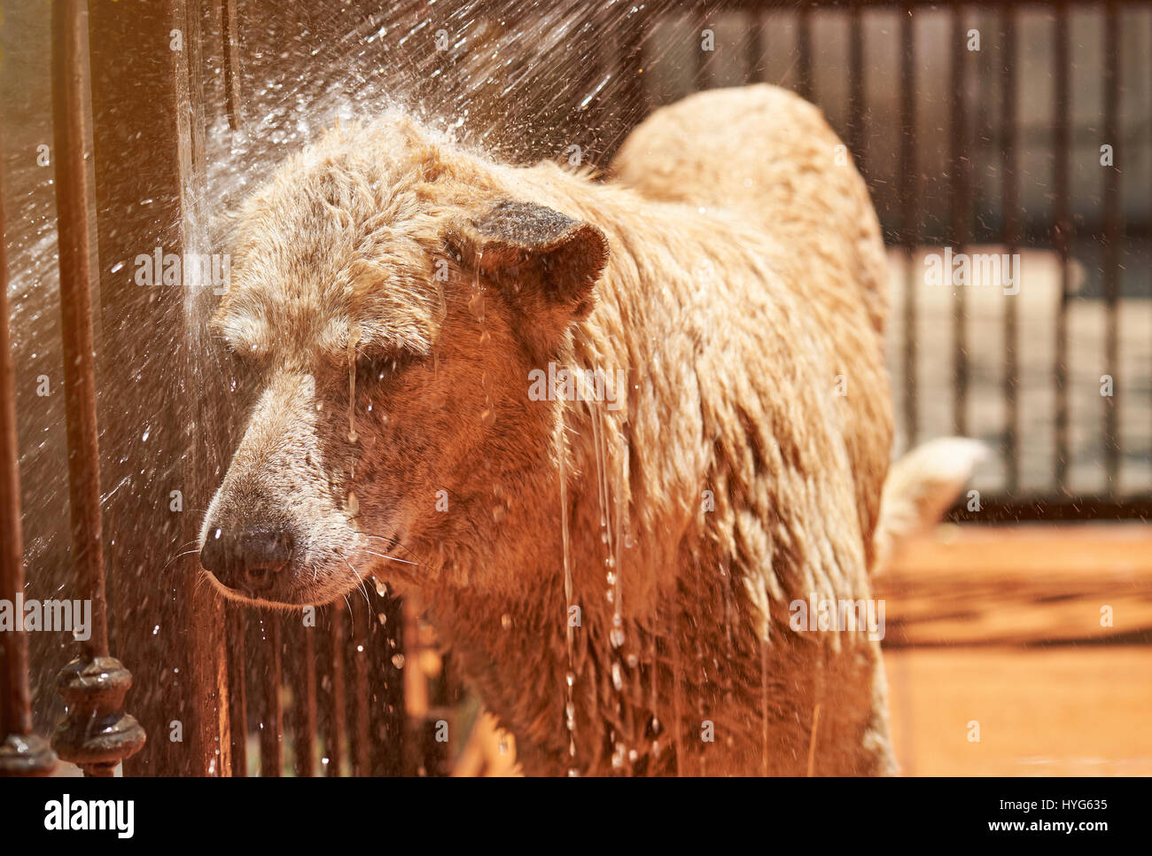 Wet dog head under water hose spray splashes. Brown dog take bath Stock Photo