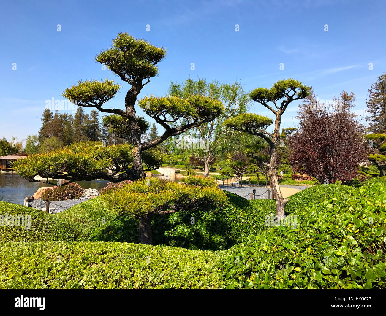 Beautiful flowers and trees in Japanese Garden Stock Photo
