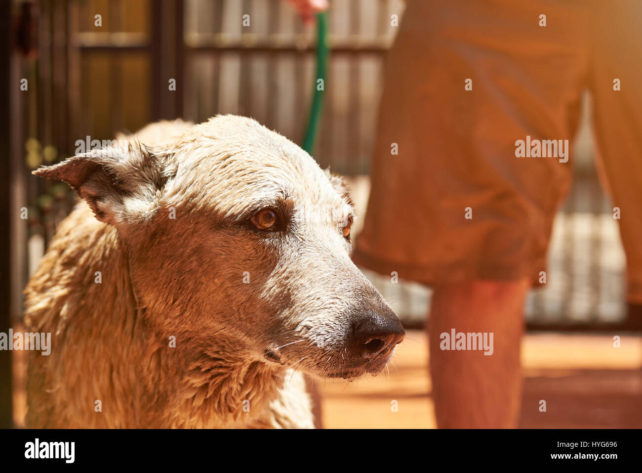Sad dog taking bath on sunny summer day. Close-up of grooming dog Stock Photo