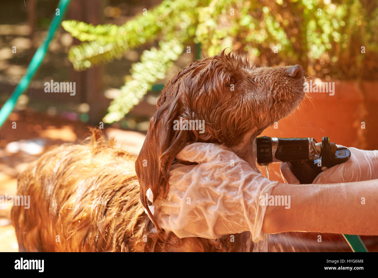Washing brown spaniel dog pet. Wet spaniel animal dog. Grooming dog service Stock Photo