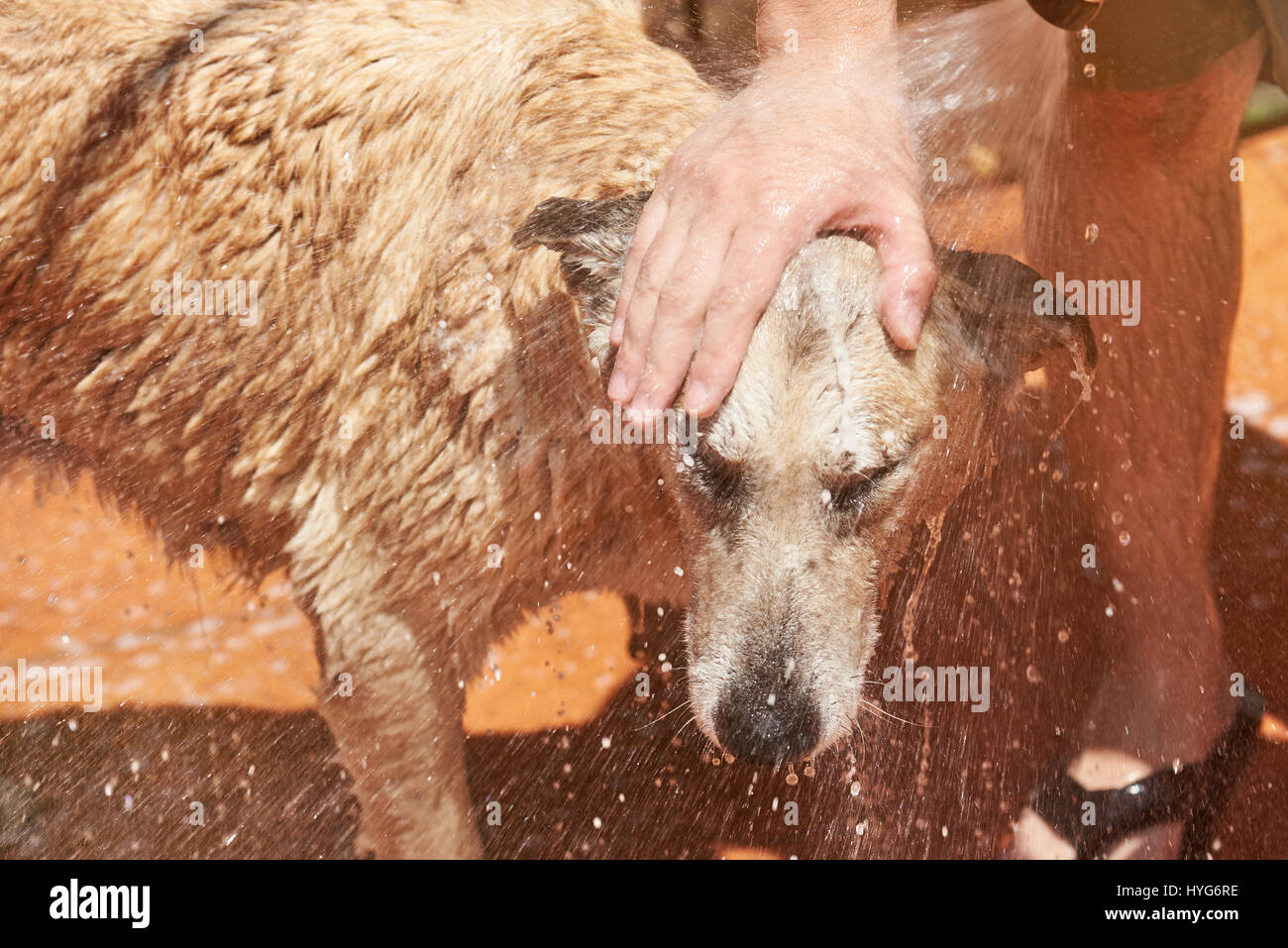 Dog head in water splashes while washing. Closeup of wet taking shower