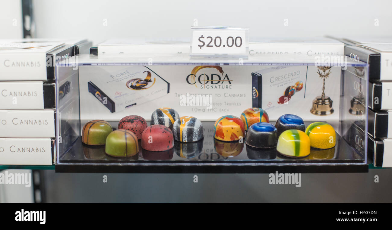 Coda Signature brand chocolate recreational cannabis edibles for sale at a dispensary Stock Photo