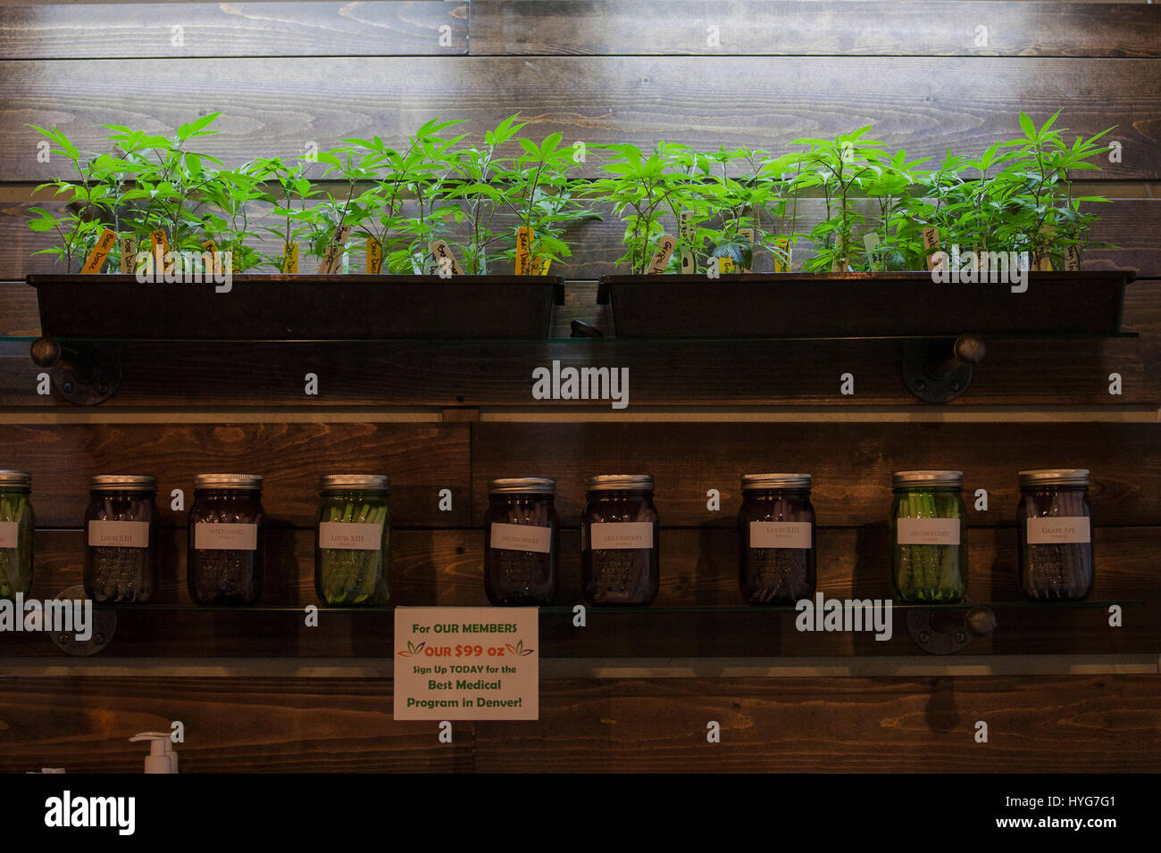 Trays of cannabis plants sit under a grow lamp on a shelf at a dispensary in Colorado. Stock Photo