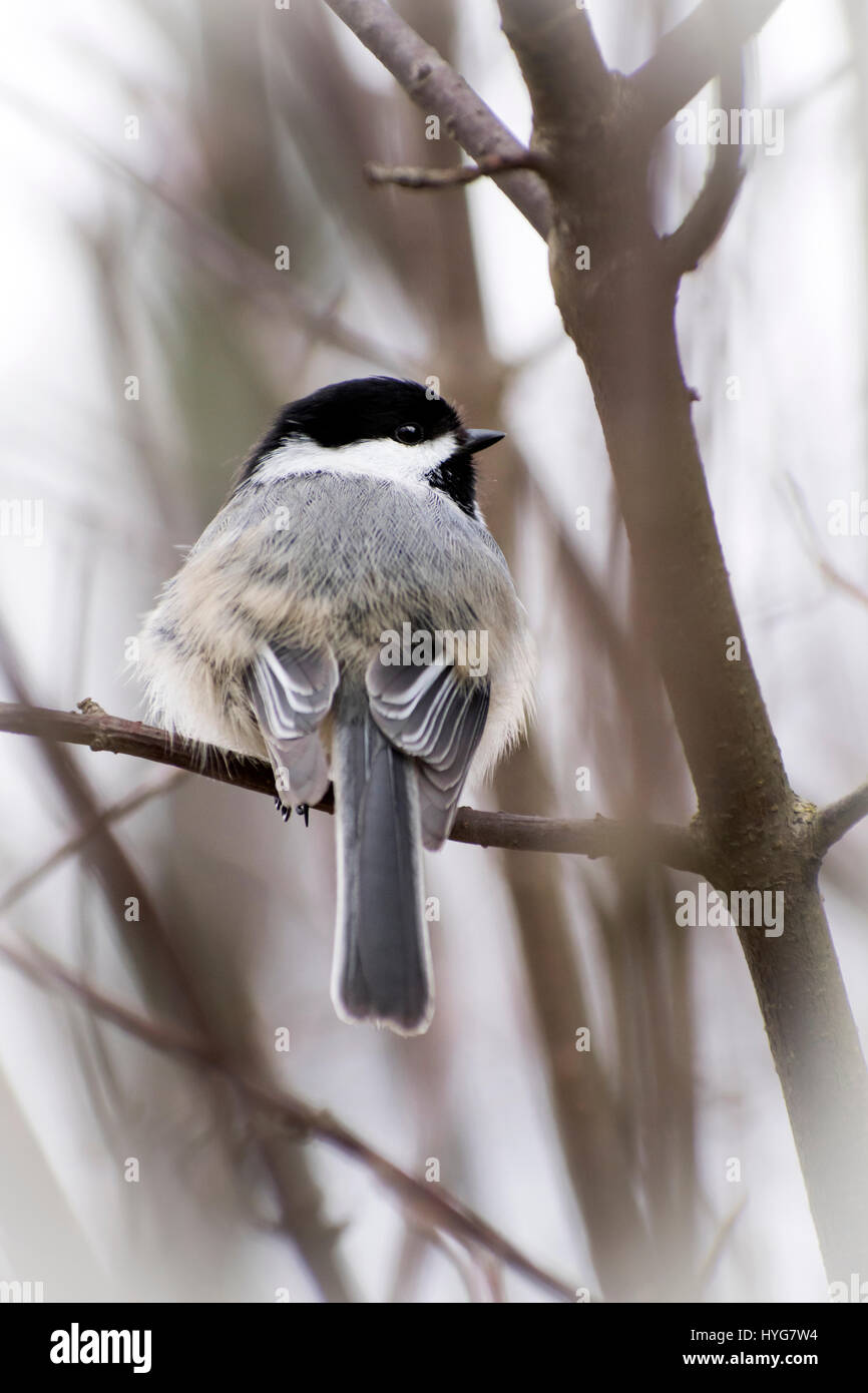 Black Capped Chickadee close up on branch in tree. Stock Photo