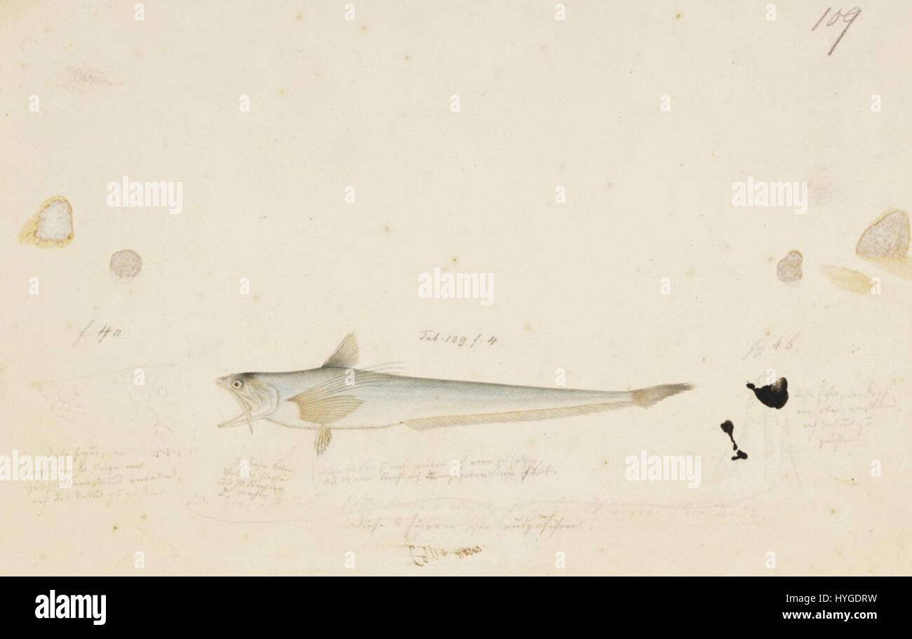 Naturalis Biodiversity Center RMNH.ART.153 Coilia nasus (Temminck and