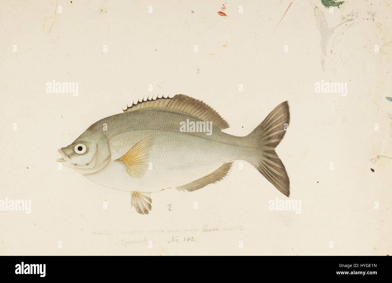 Naturalis Biodiversity Center RMNH.ART.478 Ditrema temminckii Bleeker ...
